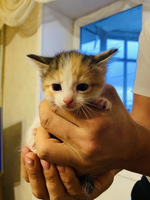 Котята БЕСПЛАТНО в добрые руки