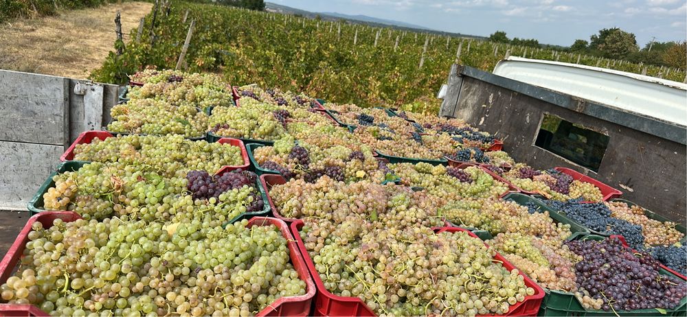 Vand struguri de vin