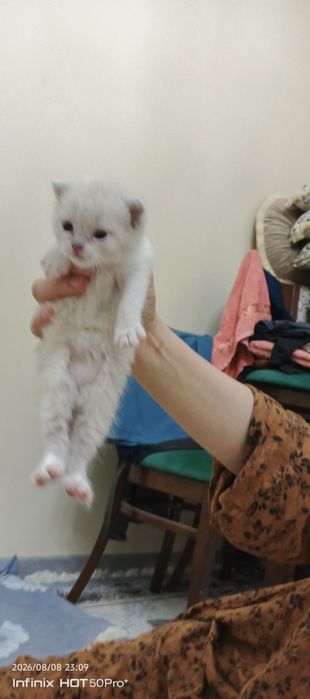 Скотиш страйт боллари