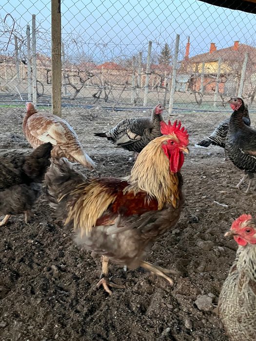 Пуйки мъжки за празниците