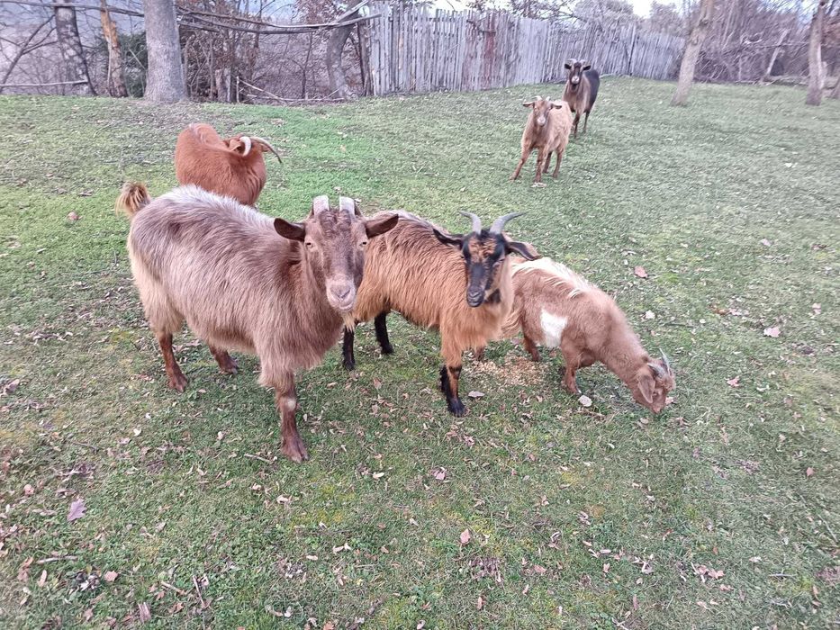 Vand 6 capre si un tap