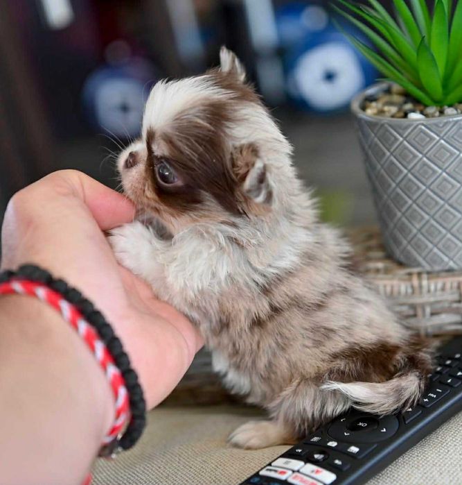 Женско миниатюрно дългокосместо шоколадово мерле