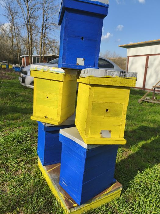 Оплодни нуклеуси