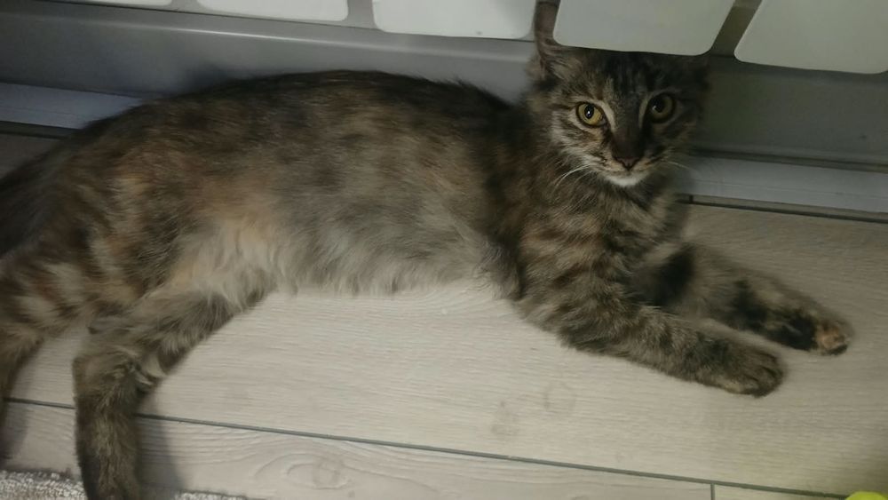 СРОЧНО отдаем котят в добрые руки срочно!