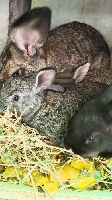 Королик сатылады