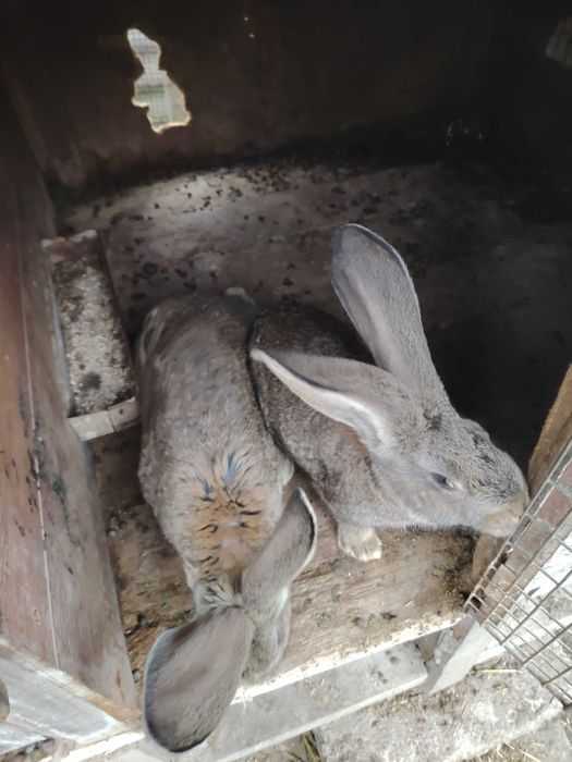 Vând pui uriaș german vârstă 4 luni și femela albastru vienez