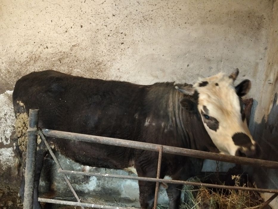 Шұғыл түрде 800 000тг  бұқа сатам.