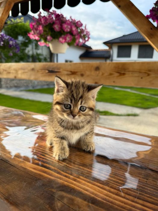 American shorthair cu pedigree
