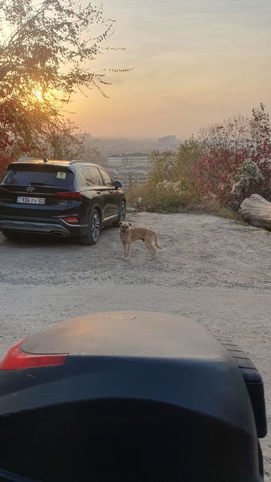 Щенята звоночки,ищют дом