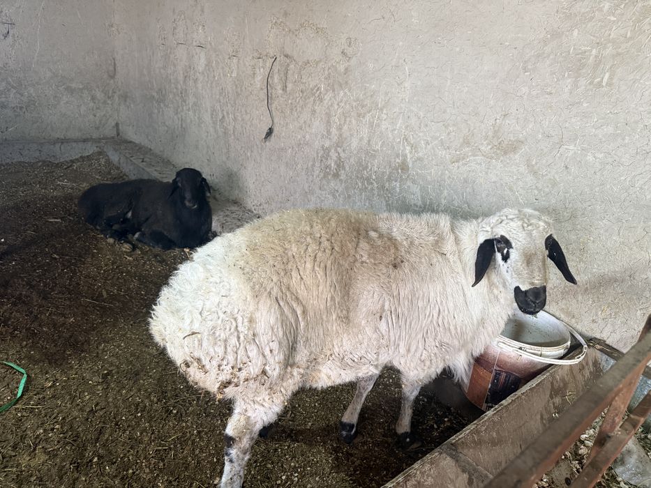 Qochqorlar sotiladi tirik vazm 75 000mingadan