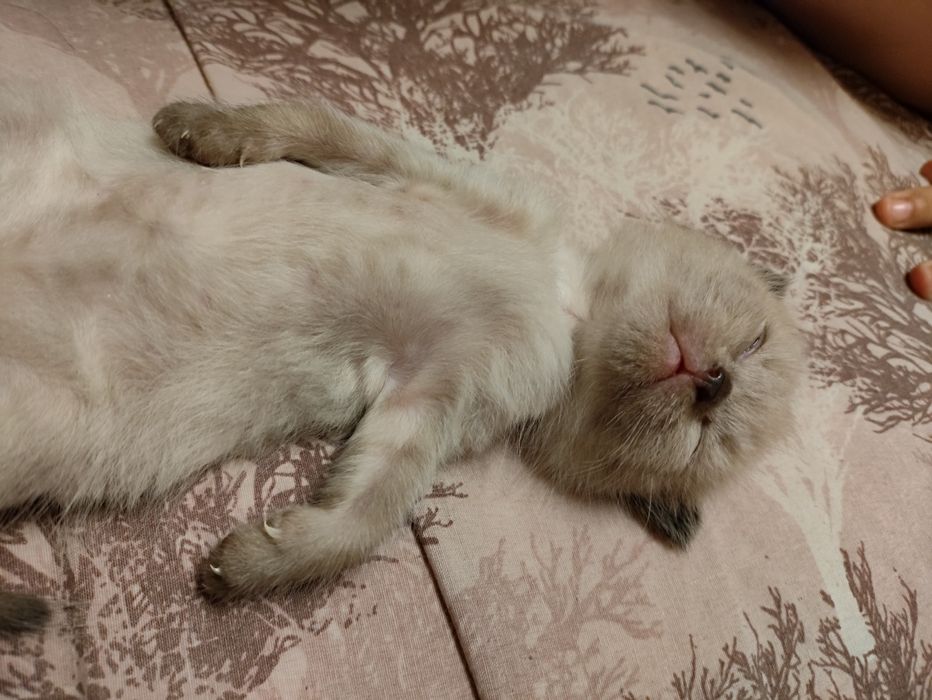 Продам котенка шотландского