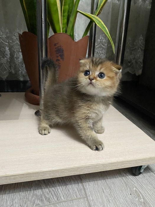 Золотые шиншиллы котята