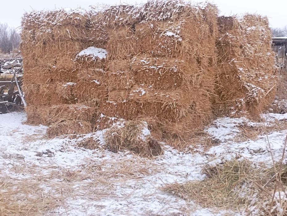 Шоп бар мощный прес