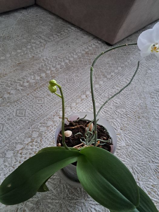 Продам орхидеи.каждая по 5000