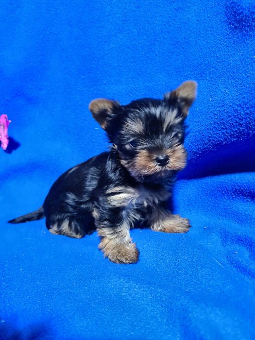 Продам щенков йоркширского терьера.