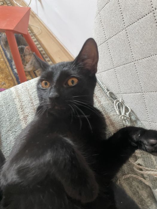 Ofer doi pui negri spre adoptie