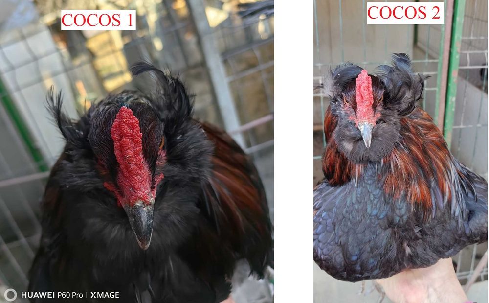 Oua Araucana potarnichiu, rasa pura