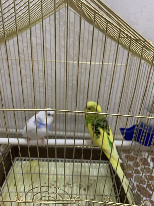 Папугай      ……..