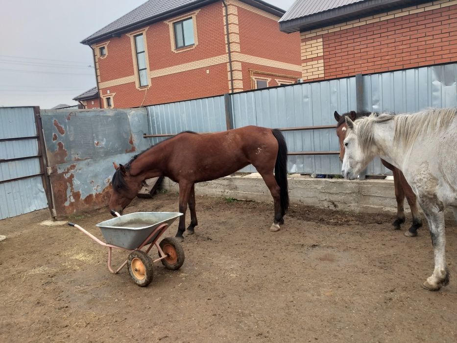 Жылкылар сатылады