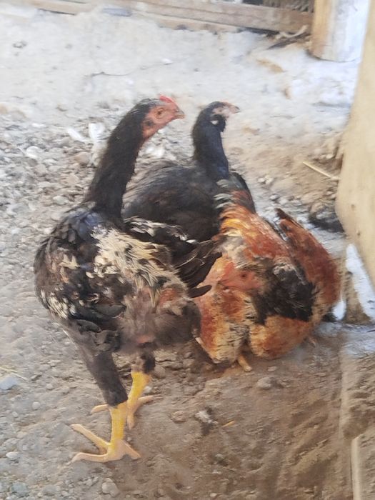 Жужалар сотилади хонака
