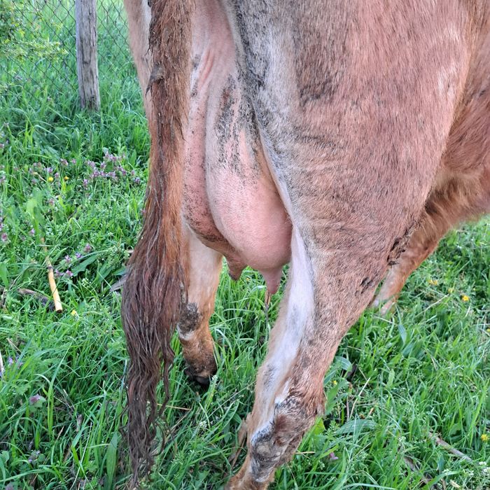 Vând vaca cu vitica