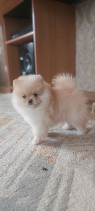 Шпицы кремовые готовы к переезду