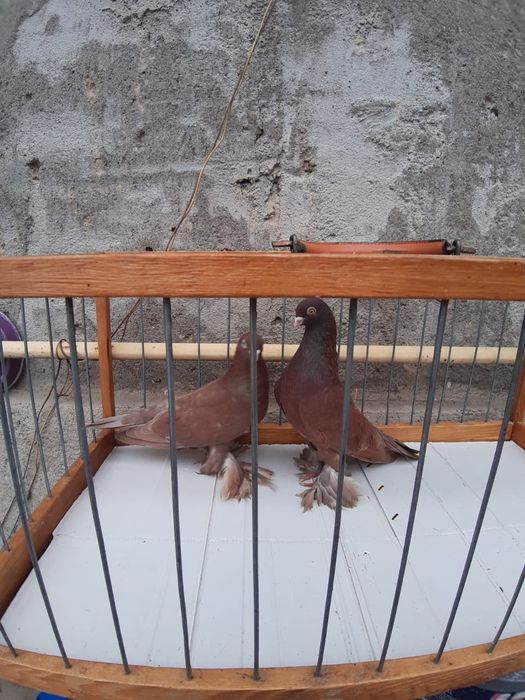 Голуби Голуби го