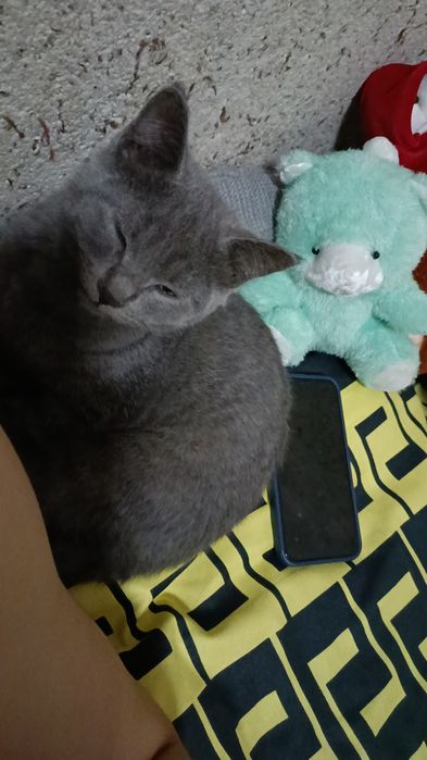 Shkorts fold zotdor mushuk sotiladi