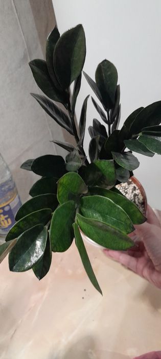 Долларовое дерево Равен