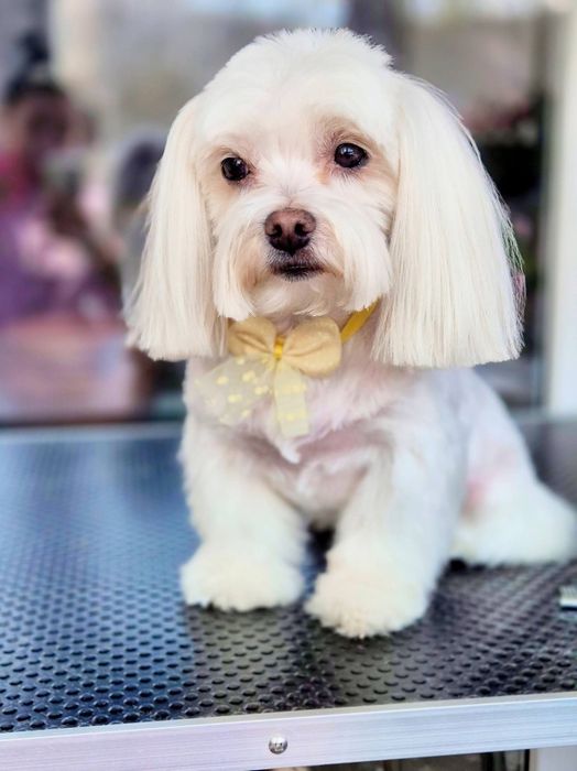 Frizerie canina Constanta