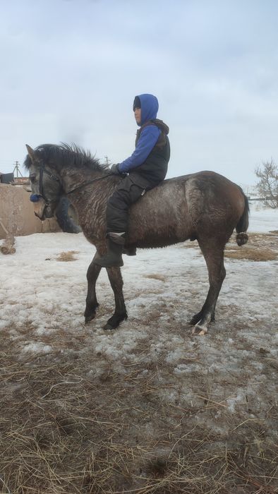 Кунан сатылады минги