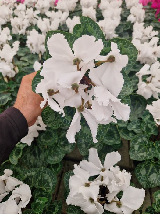 Cyclamen flori de primăvară  1-8 martie