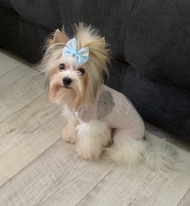 Бивер териер ,йоркширски териер ,йорки