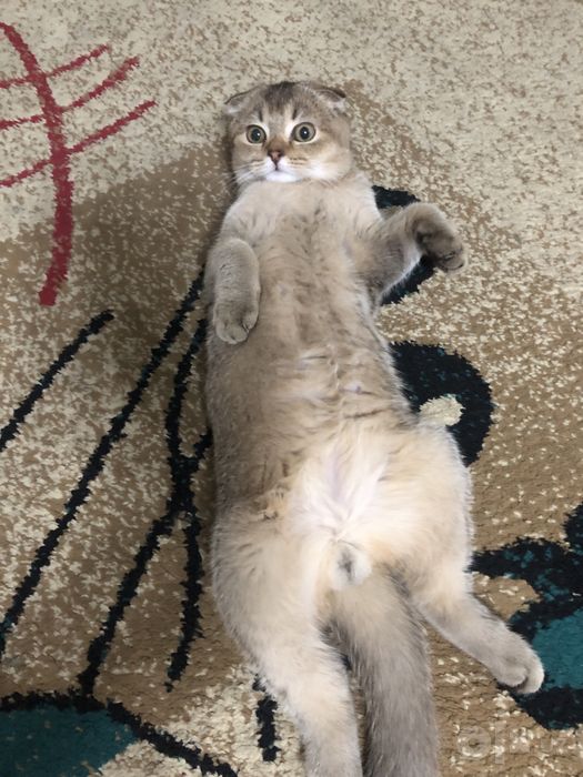 Котик чистокровный
