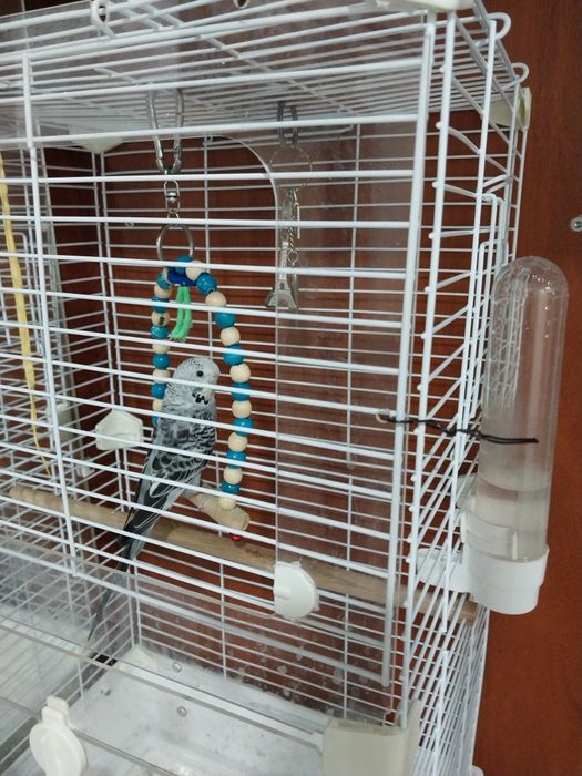 Продам волнистые попугаев