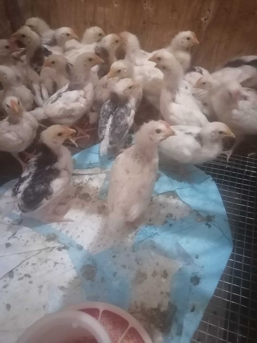 Продам цыпляток.