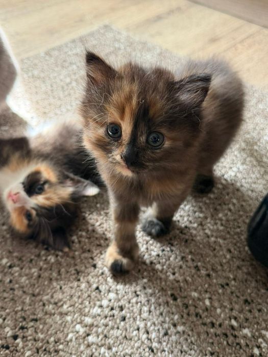 Отдам котят в добрые руки