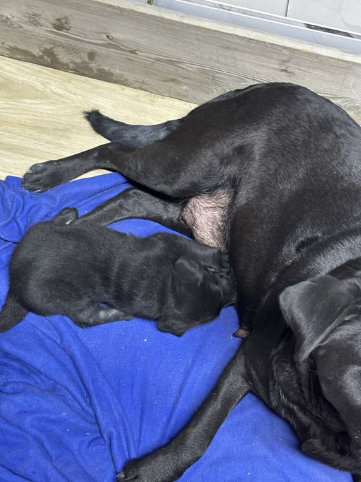 Щенки Лабрадоров