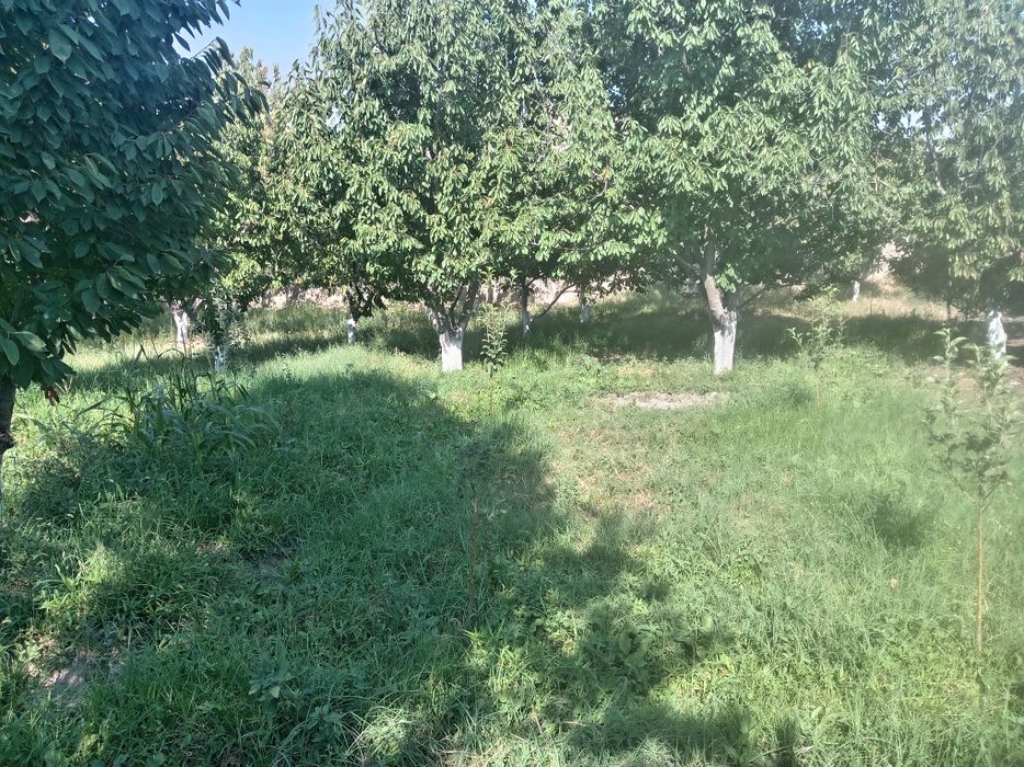 Фаргона шахар бешбола
