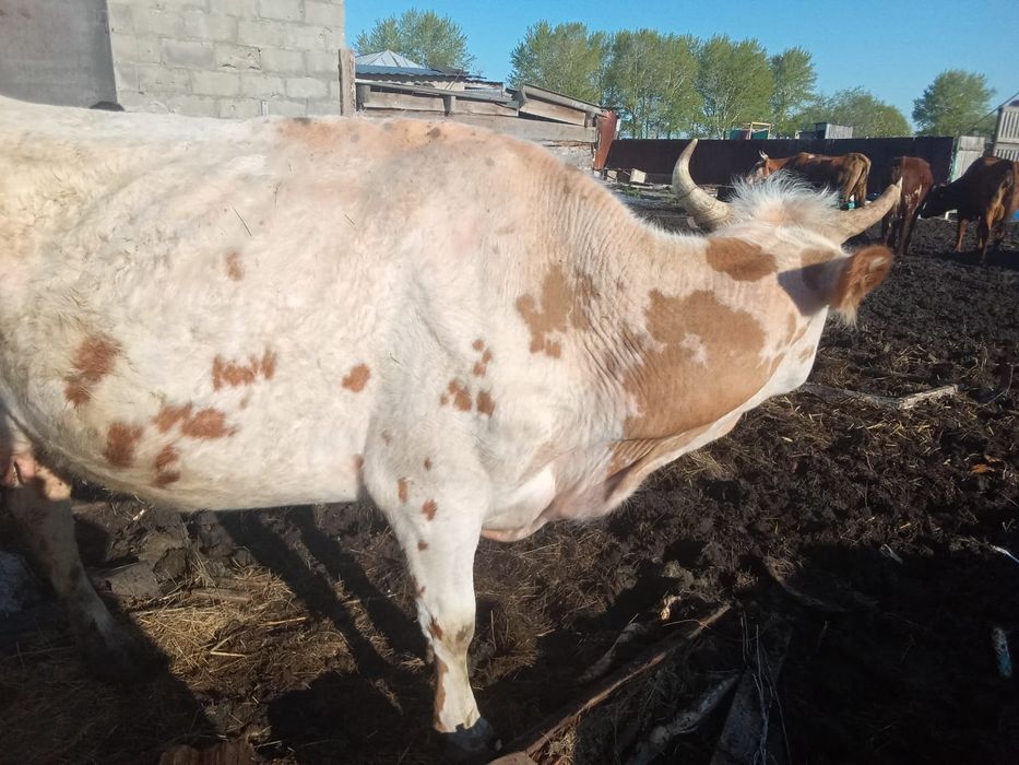 Продам дом с хозяйством