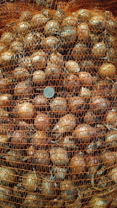 Stufat de ceapa rotunda