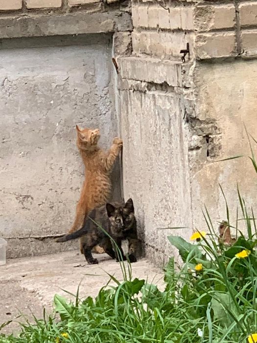 Отдам котят бесплатно