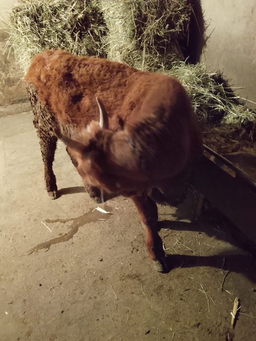 Продам          быка