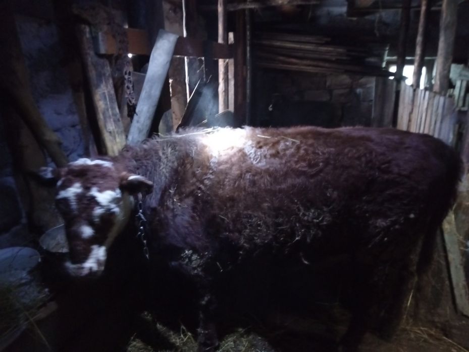 Продам телку жирную