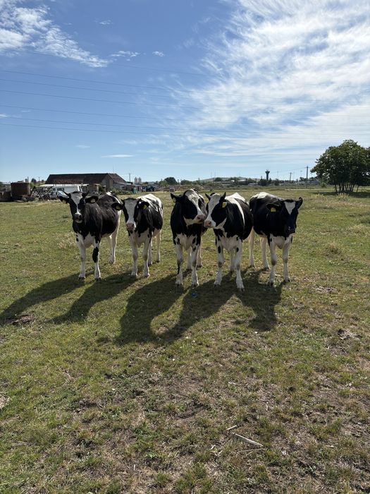 Juninci holstein cu pedigree