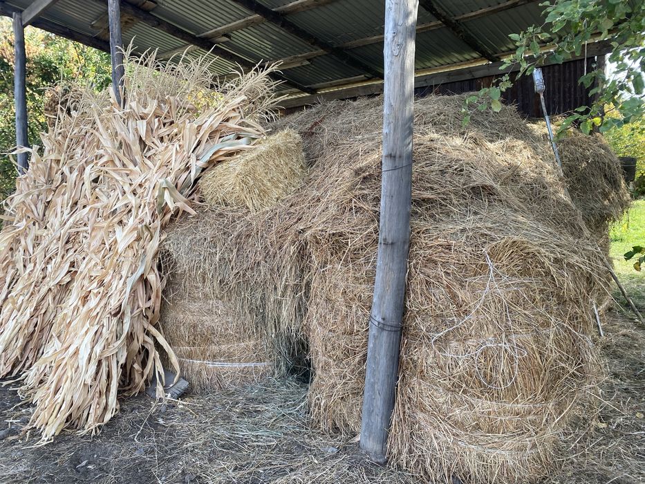Рулоны, домашнее сено, кукурузник!