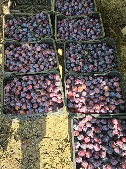 Vand prune de vară