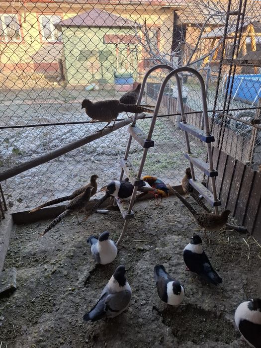 Vând porumbite Straser