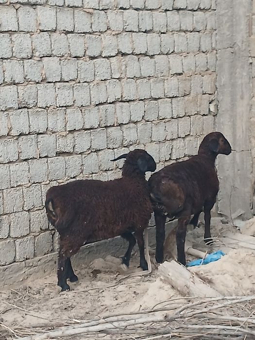 Sotiladigan qo'ylar  bor