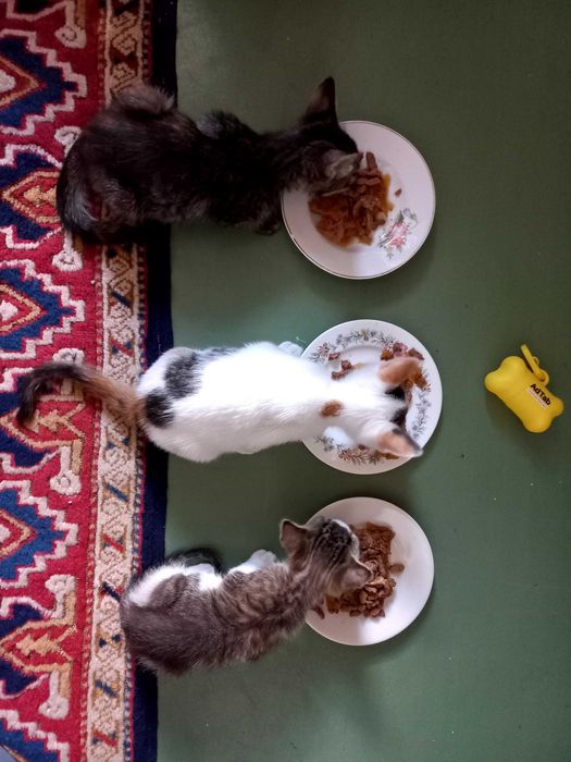 Adoptii pisici București